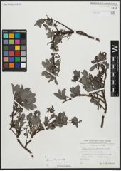 Foto von Salix alpina Scop. x Salix breviserrata Flod.